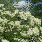 crataegus monogyna 855400 1280