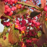euonymus europaeus 844681 1280