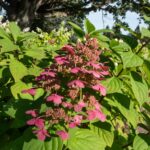 hydrangea paniculata wims red