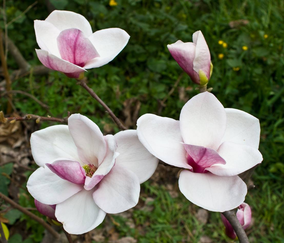 magnolia atlas magnolia atlas