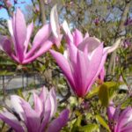 magnolia star wars