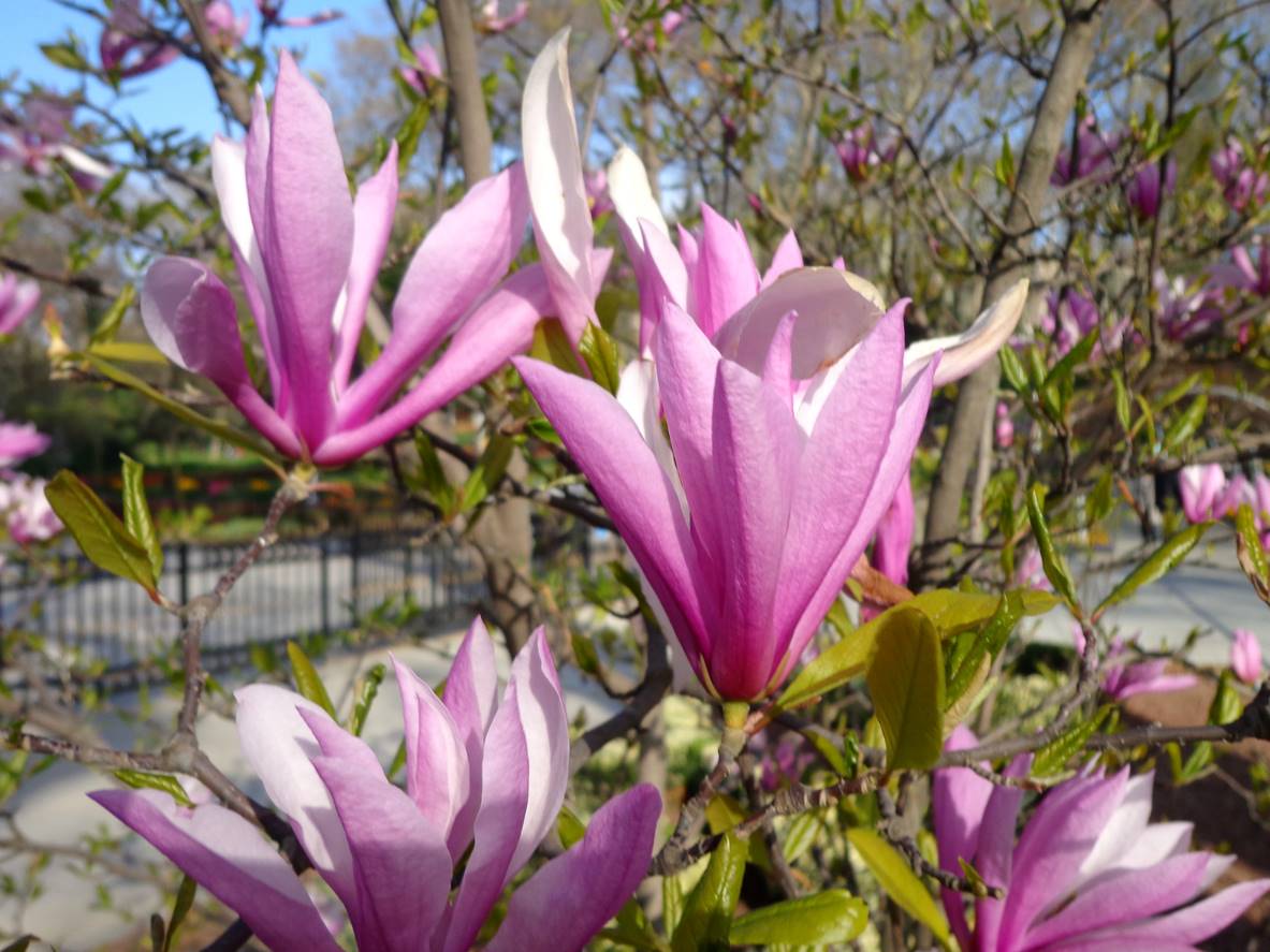 magnolia star wars magnolia star wars