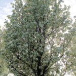 pyrus chanticleer pero da fiore