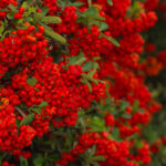 cotonaster lacteus
