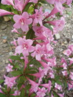 weigela florida pink poppet 1