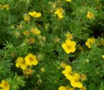 potentilla goldfinger