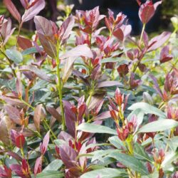 viburnum odoratissimum coppertop